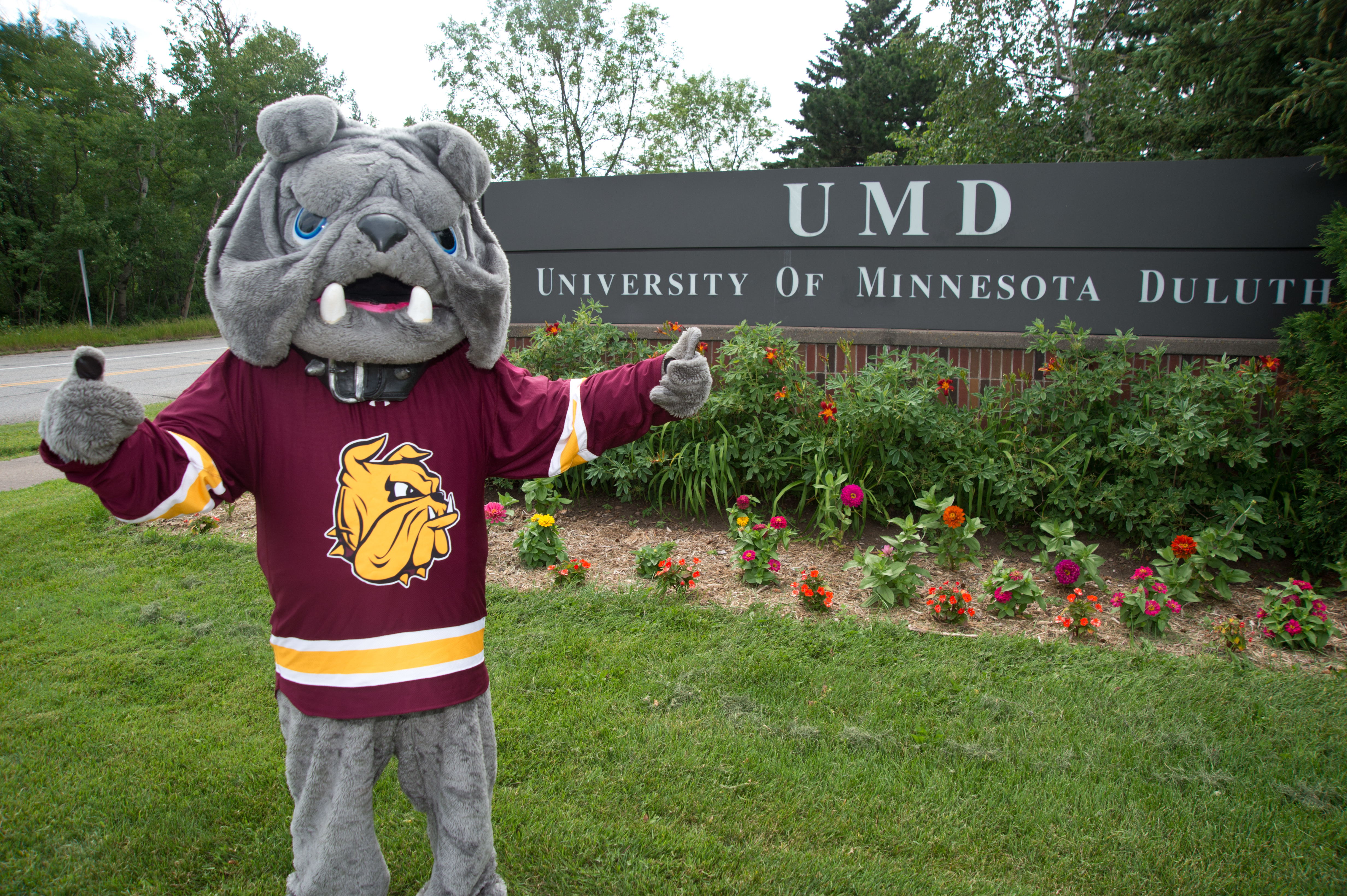 Champ the Bulldog mascot posing in front the UMD sign